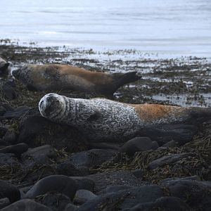 Harbor seal (Phoca vitulina)