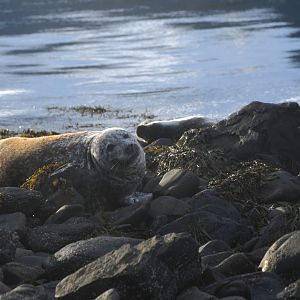 Harbor seal (Phoca vitulina)