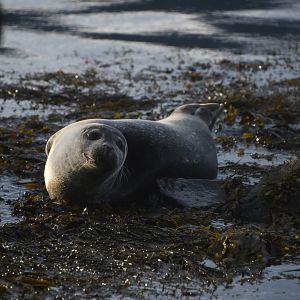Harbor seal (Phoca vitulina)