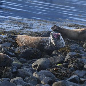 Harbor seal (Phoca vitulina)