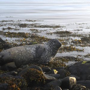 Harbor seal (Phoca vitulina)