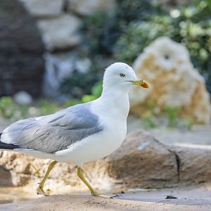 wild yellow-legged gull (Larus michahellis)