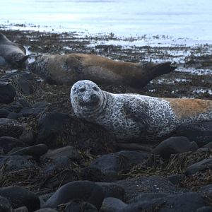 Harbor seal (Phoca vitulina)
