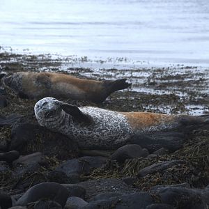 Harbor seal (Phoca vitulina)