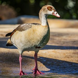 Wild Egyptian goose (Alopochen aegyptiaca)
