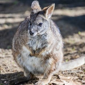 Parma wallaby (Notamacropus parma)