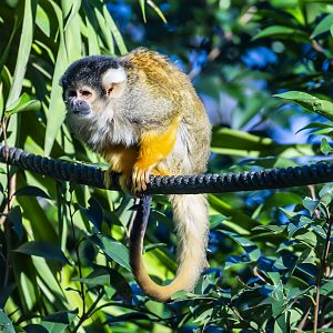 black-capped squirrel monkey (Saimiri boliviensis)