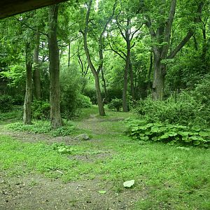 Congo Gorilla Forest - Western Lowland Gorilla (Gorilla gorilla gorilla) Exhibit
