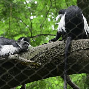 Congo Gorilla Forest - Angola Colobus (Colobus angolensis)