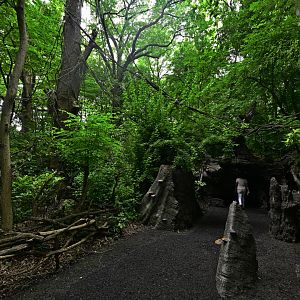 Congo Gorilla Forest - Landscape and Scenery