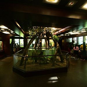 Congo Gorilla Forest - Treasures of the Rain Forest