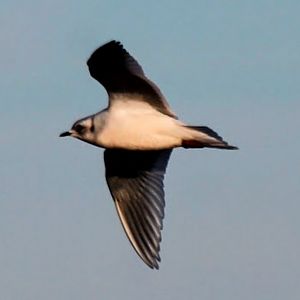 Ross's Gull