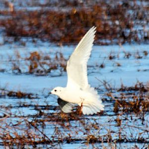 Ross's Gull