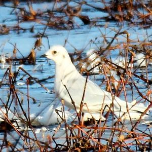 Ross's Gull