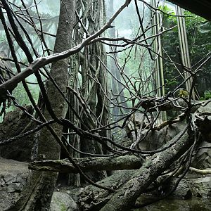 Congo Gorilla Forest - Wolf's Monkey (Cercopithecus wolfi) Exhibit