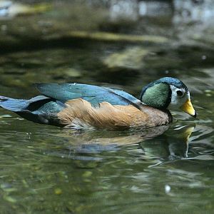 Congo Gorilla Forest - African Pygmy-Goose (Nettapus auritus)