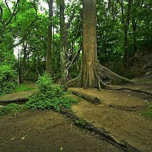 Congo Gorilla Forest - Western Lowland Gorilla (Gorilla gorilla gorilla) Exhibit