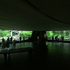 Congo Gorilla Forest - Great Apes Gallery