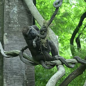Congo Gorilla Forest - Western Lowland Gorilla (Gorilla gorilla gorilla) in the Trees