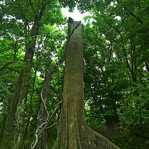 Congo Gorilla Forest - Large tree with Western Lowland Gorilla (Gorilla gorilla gorilla)