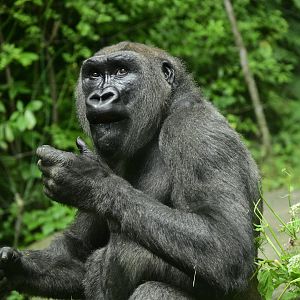 Congo Gorilla Forest - Western Lowland Gorilla (Gorilla gorilla gorilla)