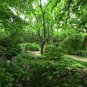 Congo Gorilla Forest - Western Lowland Gorilla (Gorilla gorilla gorilla) Exhibit