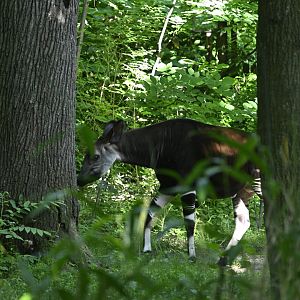 Congo Gorilla Forest - Okapi (Okapia johnstoni)