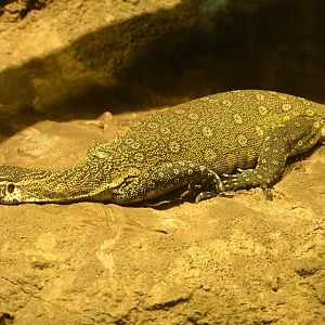 Congo Gorilla Forest - Nile Monitor (Varanus niloticus) (ID?)