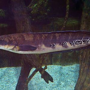 Emperor Snakehead (Channa marulioides)