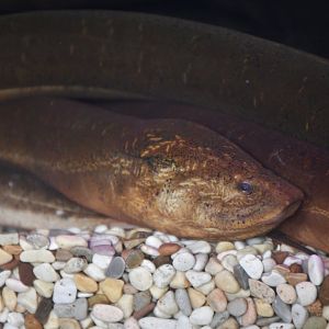 Asian Swamp Eel (Monopterus albus)