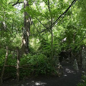 Congo Gorilla Forest - Landscape and Scenery
