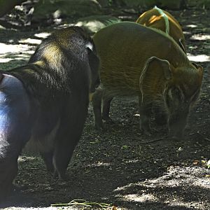 Congo Gorilla Forest - Mandrill (Mandrillus sphinx) and Red River Hog (Potamochoerus porcus)