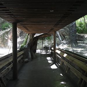 Congo Gorilla Forest - Gorilla Viewing Tunnel