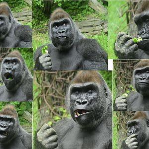 Congo Gorilla Forest - Western Lowland Gorilla (Gorilla gorilla gorilla) Eating Montage