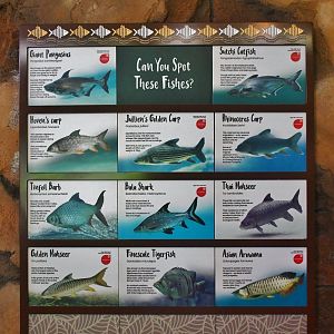 Mekong River fish ID sign