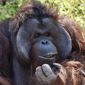 Bornean Orangutan (Pongo pygmaeus) male
