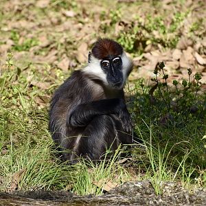 Collared Mangabey (Cercocebus torquatus)