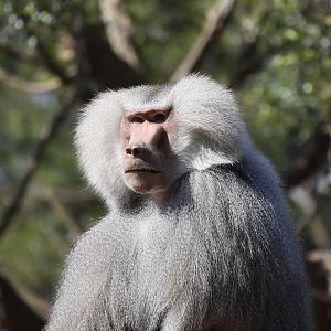 Hamadryas Baboon (Papio hamadryas) male