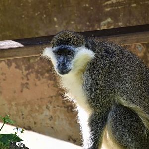 Grivet (Chlorocebus aethiops)