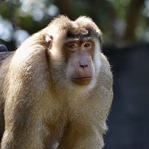 Southern Pig-Tailed Macaque (Macaca nemestrina) male