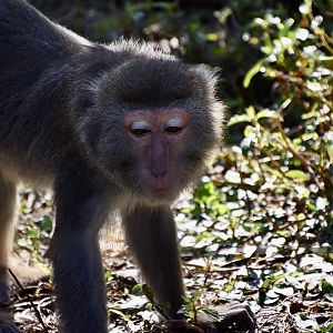 Formosan Rock Macaque (Macaca cyclopis)