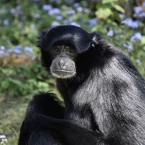 Siamang (Symphalangus syndactylus)