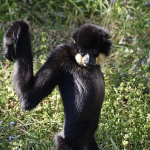 Yellow-Cheeked Gibbon (Nomascus gabriellae)