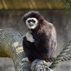 White-Handed Gibbon (Hylobates lar)