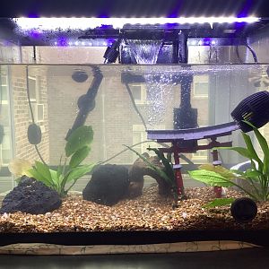 Aquarium Update - Has Guppies and African Dwarf Frogs