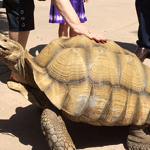 African Spurred Tortoise - 2014