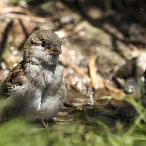 House sparrow (wild)