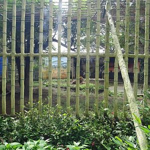 Zoológico Nacional de Nicaragua: lion enclosure
