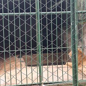 Zoológico Nacional de Nicaragua: Liger enclosure