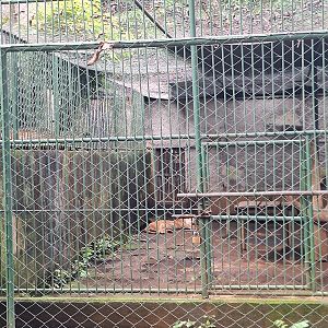 Zoológico Nacional de Nicaragua: Cougar enclosure